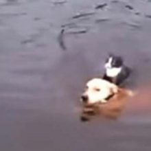 Cachorro pula em um rio e salva um gato que estava se afogando