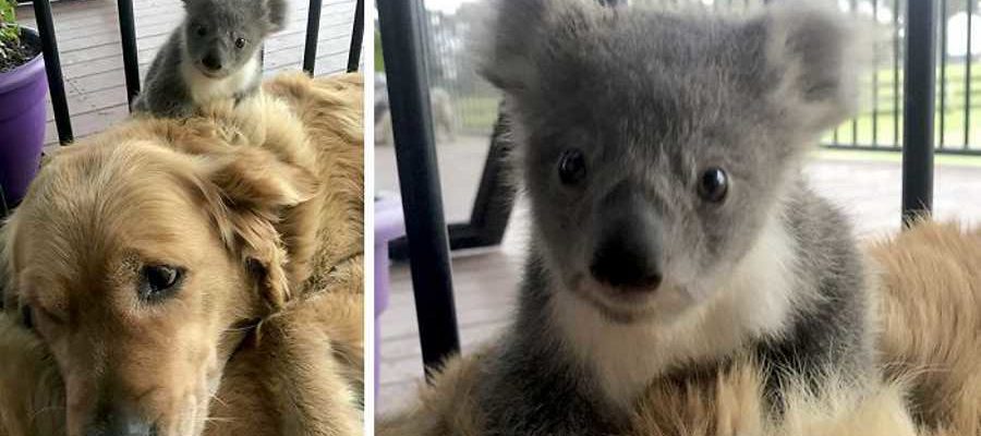 Cachorro surpreende seu dono, levando um coala bebê que salvou dos incêndios