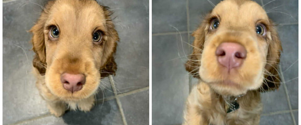 Esse cachorrinho tem os olhos lindos, praticamente é impossível não admirá-los
