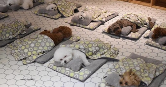 Fotos de cães dormindo em uma creche fazem sucesso no mundo inteiro (12 fotos)