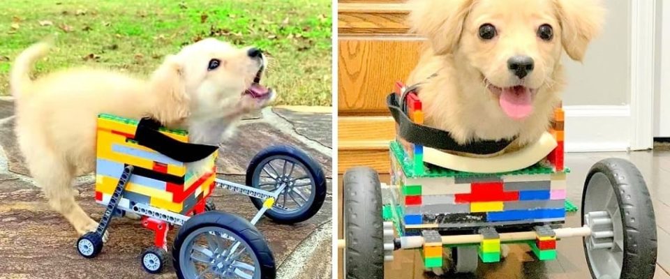 Garoto de 12 anos fez uma cadeira de rodas de Lego para cachorro deficiente