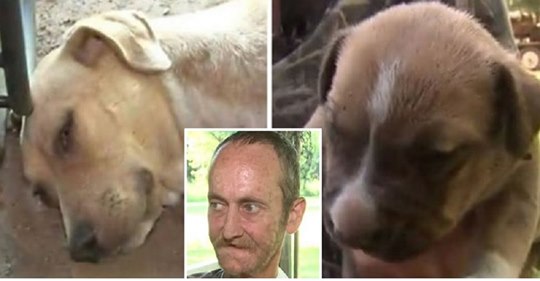 Homem com câncer terminal faz apelo antes de morrer para que seus cães sejam adotados