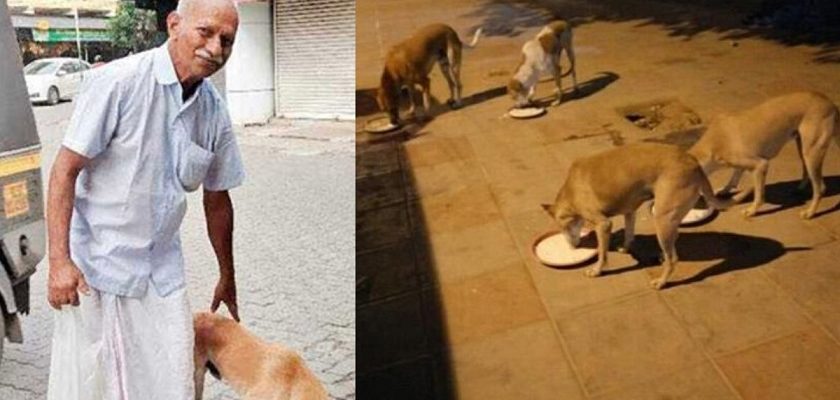 Homem de 70 anos acorda todos os dias de madrugada para fazer comida para cães de rua