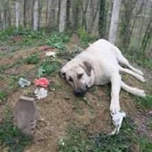 Homem foi visitar o túmulo do seu pai e descobriu que seu cão o visitava todos os dias