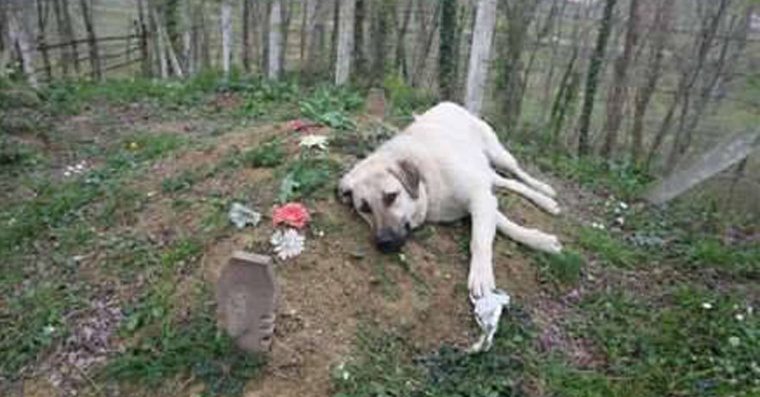 Homem foi visitar o túmulo do seu pai e descobriu que seu cão o visitava todos os dias