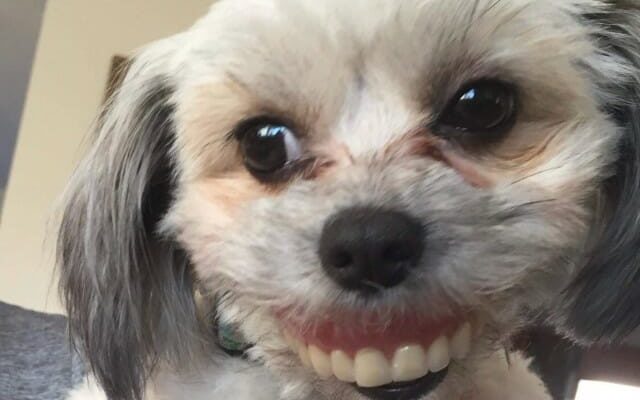 Homem perde dentaduras, olha debaixo da mesa e vê cão com um novo sorriso
