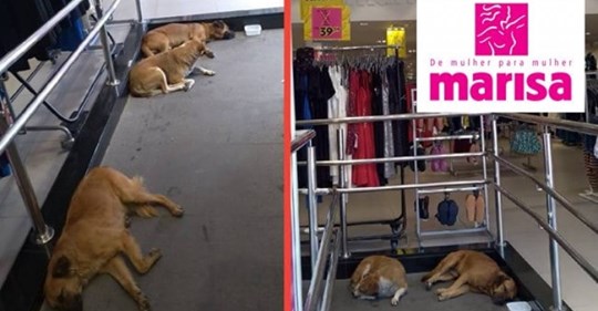 Loja Marisa de Itapevi deixa cachorros de rua se refrescar dentro da loja