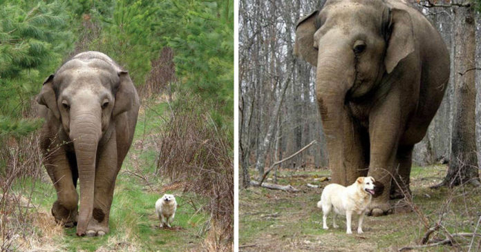 A história de Bella e Tarra, um elefante e um cão de rua que eram grandes amigos