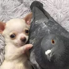 Cachorrinho se torna o melhor amigo de um pombo – Vídeo