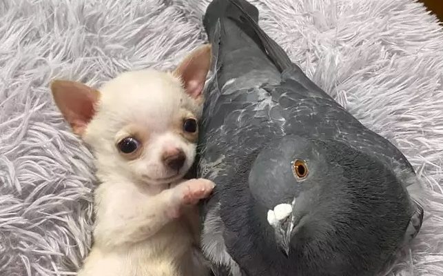 Cachorrinho se torna o melhor amigo de um pombo – Vídeo