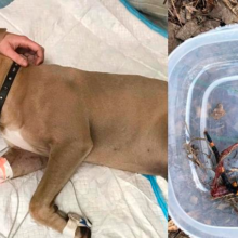 Cachorro da raça Pitbull morre após proteger crianças de uma cobra venenosa