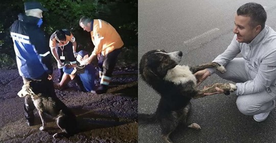 Cachorro de rua encontrou ciclista ferido que estava preso entre montanhas