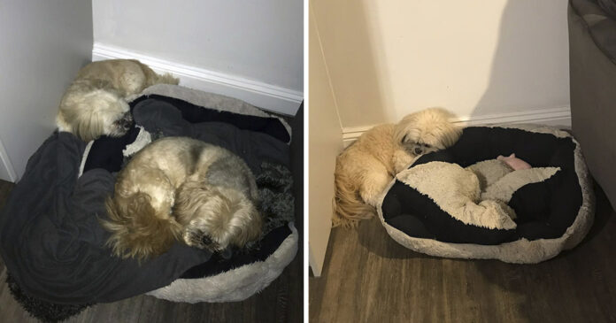 Cachorro deixa espaço onde seu melhor amigo dormia, ele morreu há um ano