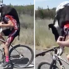 Cachorro desidratado é salvo por ciclista que o carrega nas costas