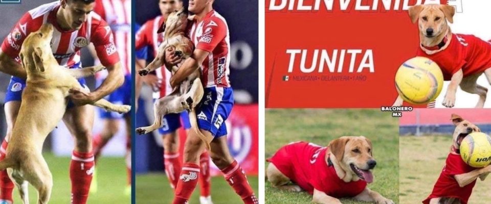 Cachorro é adotado por time de futebol após invadir o jogo