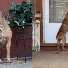 Cachorro espera na varanda por semanas depois que sua família se mudou