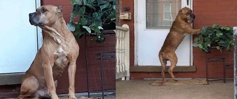 Cachorro espera na varanda por semanas depois que sua família se mudou