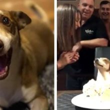 Cachorro idoso tem aniversário lembrado e fica muito feliz