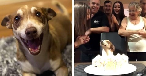 Cachorro idoso tem aniversário lembrado e fica muito feliz