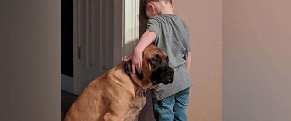 Cão fica consolando criança de 3 anos o tempo todo e a foto faz sucesso na internet