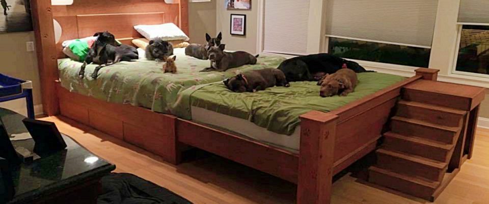 Casal constrói uma cama enorme para que todos os seus cães possam dormir com eles
