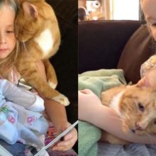 Garotinha canta pela última vez para seu gato de 14 anos e ele morre em paz nos braços dela
