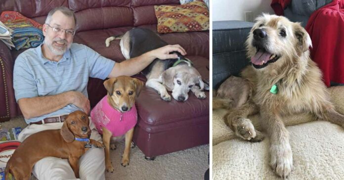 Homem abre asilo para cachorros abandonados idosos e transforma a vida deles