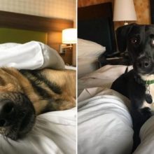 Hotel permite que os hóspedes passem a estadia com cães de abrigo e os adotem