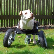 Impressora 3D faz cadeira de rodas e ajuda na reabilitação de cães deficientes