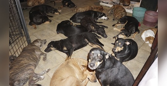 Mulher resgata 97 cães nas Bahamas e os leva para casa para protegê-los do furacão