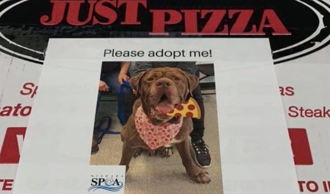 Pizzaria coloca fotos de cachorros em caixas de pizza para ajudá-los a serem adotados