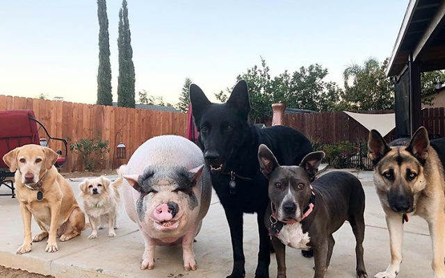 Porquinho foi criado com 5 cães e agora pensa que é um deles