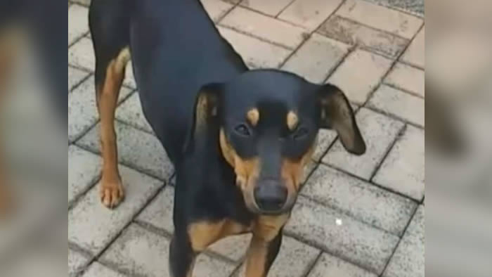 Cachorro de rua salva vida de vítima de sequestro e é adotado