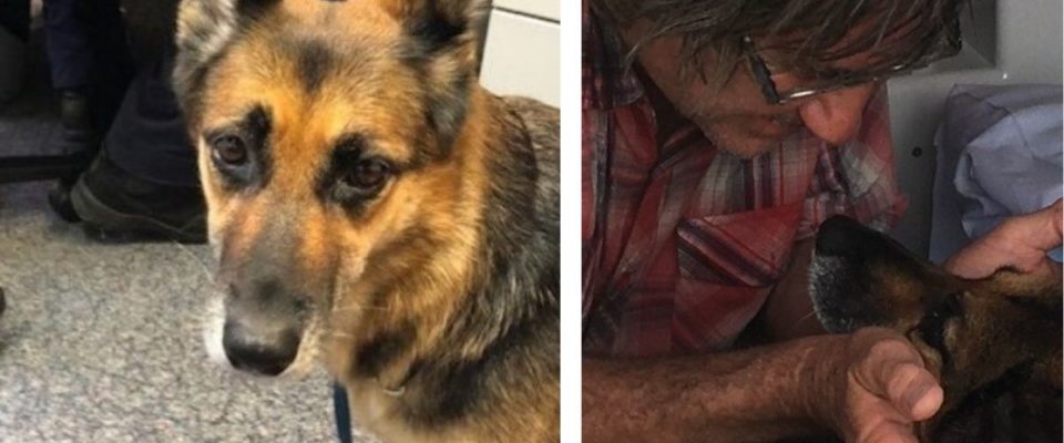 Cachorro salva a vida do dono após barco afundar e vira herói