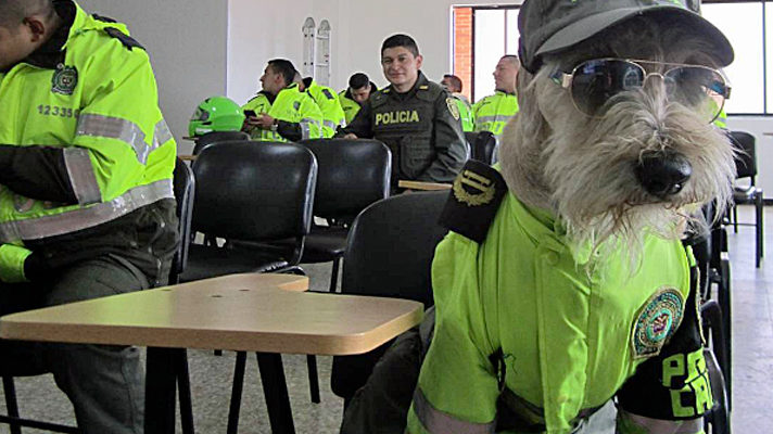 Cachorro vira-lata vira o cão mais bonito da polícia e faz muito sucesso