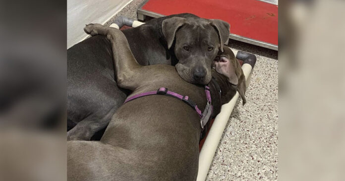 Cachorros de um abrigo se confortam enquanto esperam por um lar
