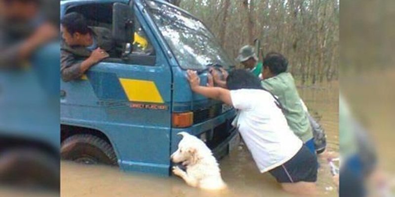 Cão ajuda empurrar caminhão que estava afundando no meio de uma chuva forte