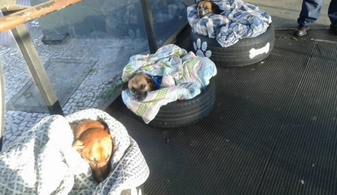Estação de ônibus abriga cães de rua e oferece camas para protege-los do frio