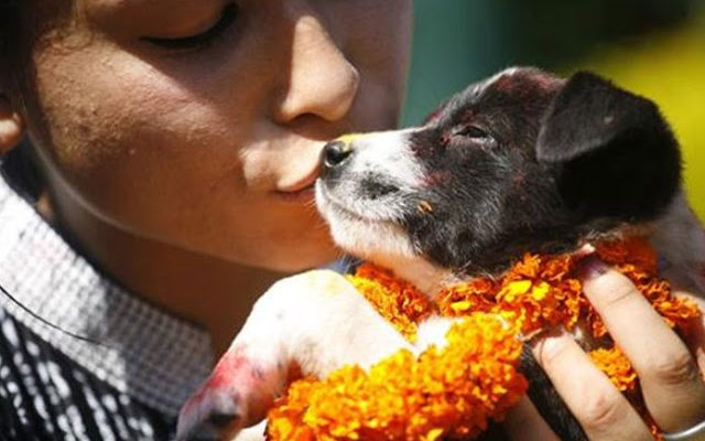 Festival no Nepal celebra o dia dos cães e as fotos são apaixonantes