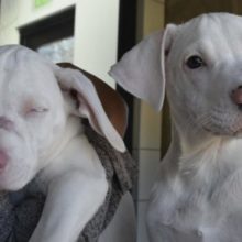 Filhote cego e seu cão-guia estão procurando um lar para morar juntos