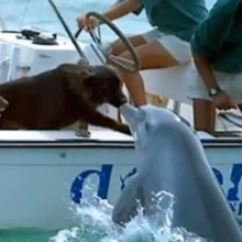 Golfinho selvagem nada perto do barco para dar um beijo no cachorro
