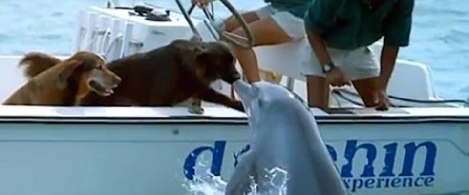Golfinho selvagem nada perto do barco para dar um beijo no cachorro