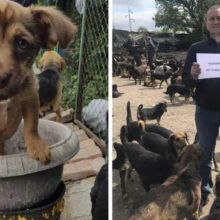Homem cuida em seu abrigo de mais de 750 cães que ninguém mais queria