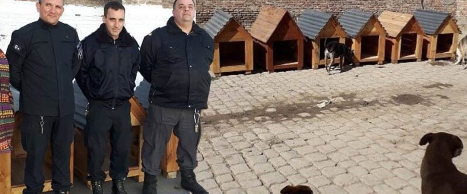 Internos de uma cadeia na Argentina fazem casinhas para cachorros abandonados