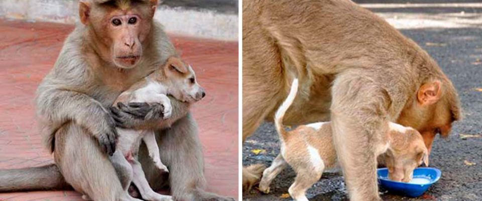 Macaco protege um filhote de cachorro de um feroz cão e o adota