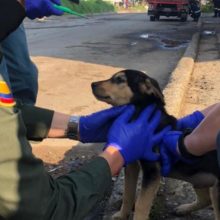Polícia pede para não abandonar os cachorros por falsas idéias de contágio