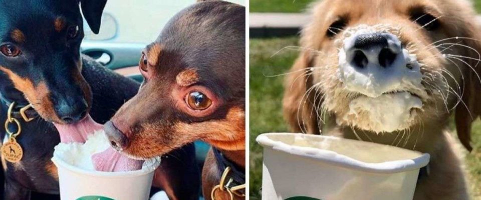 Starbucks lança uma nova bebida grátis para cães, o seu cachorro vai adorar