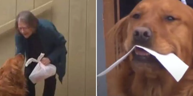 Um cão está entregando mantimentos para seu vizinho idoso com problemas respiratórios
