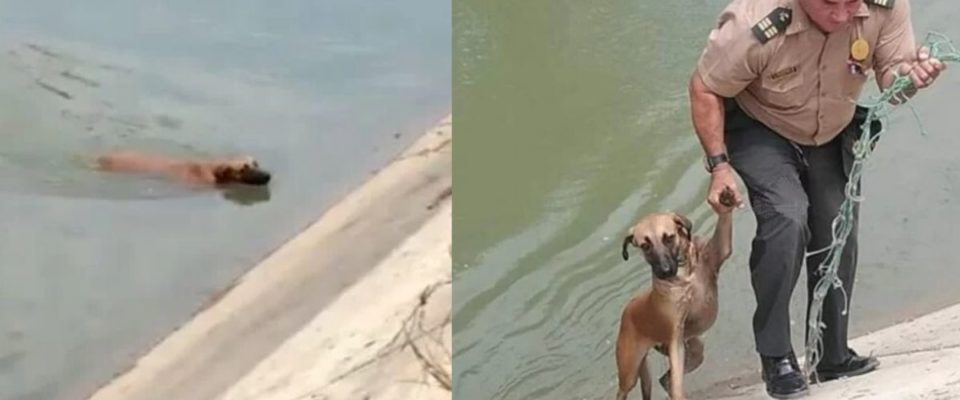 Um policial salvou um cachorro que estava preso em um canal