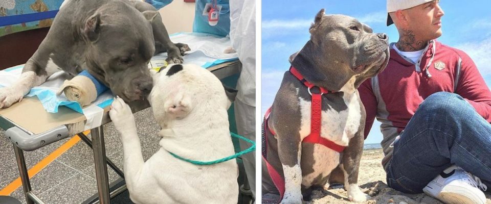 2 Cães se confortam depois que se dono morreu em acidente trágico